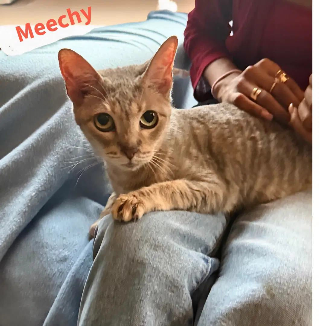 Meechy - American Shorthair
