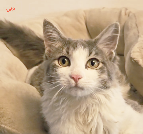 picture of the cat needing adoption