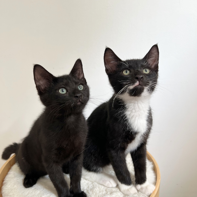 Honey & Buns, Domestic Short Hair
