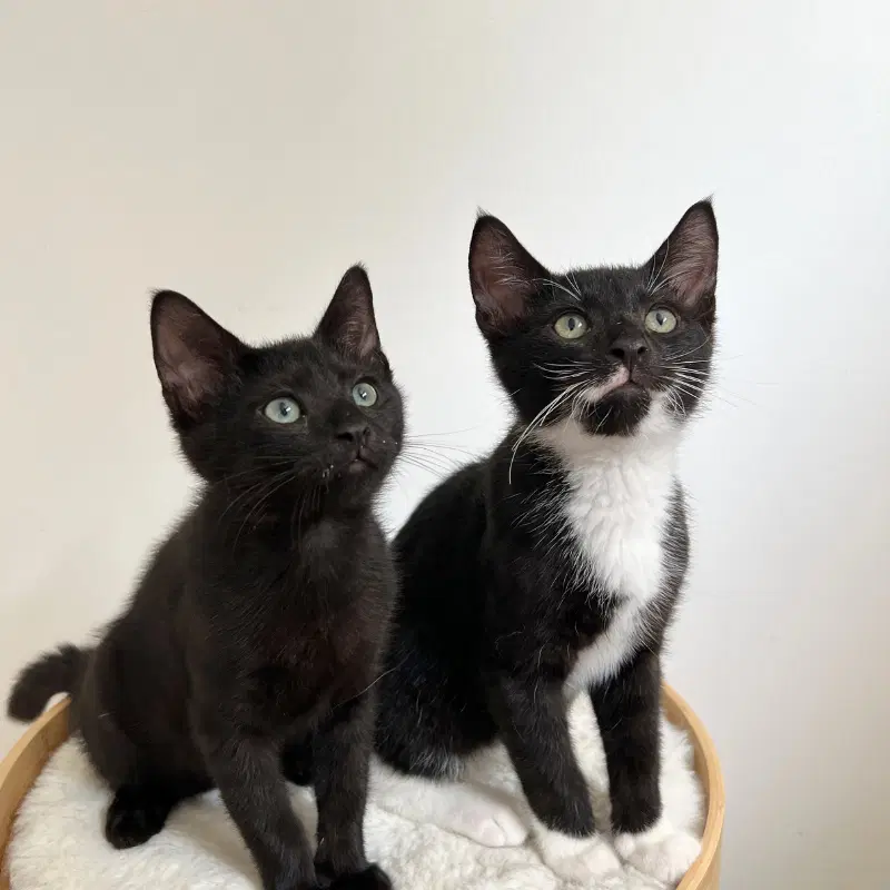 Honey  Buns - Domestic Short Hair