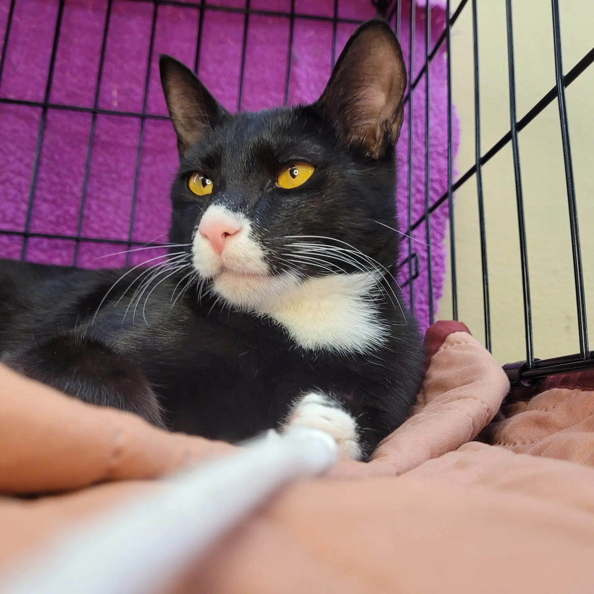 Romeo - Domestic Short Hair