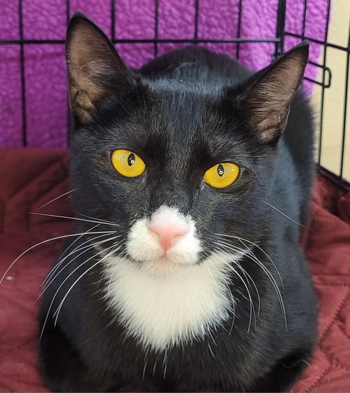 picture of the cat needing adoption
