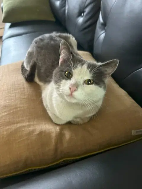 Tinky - Domestic Short Hair