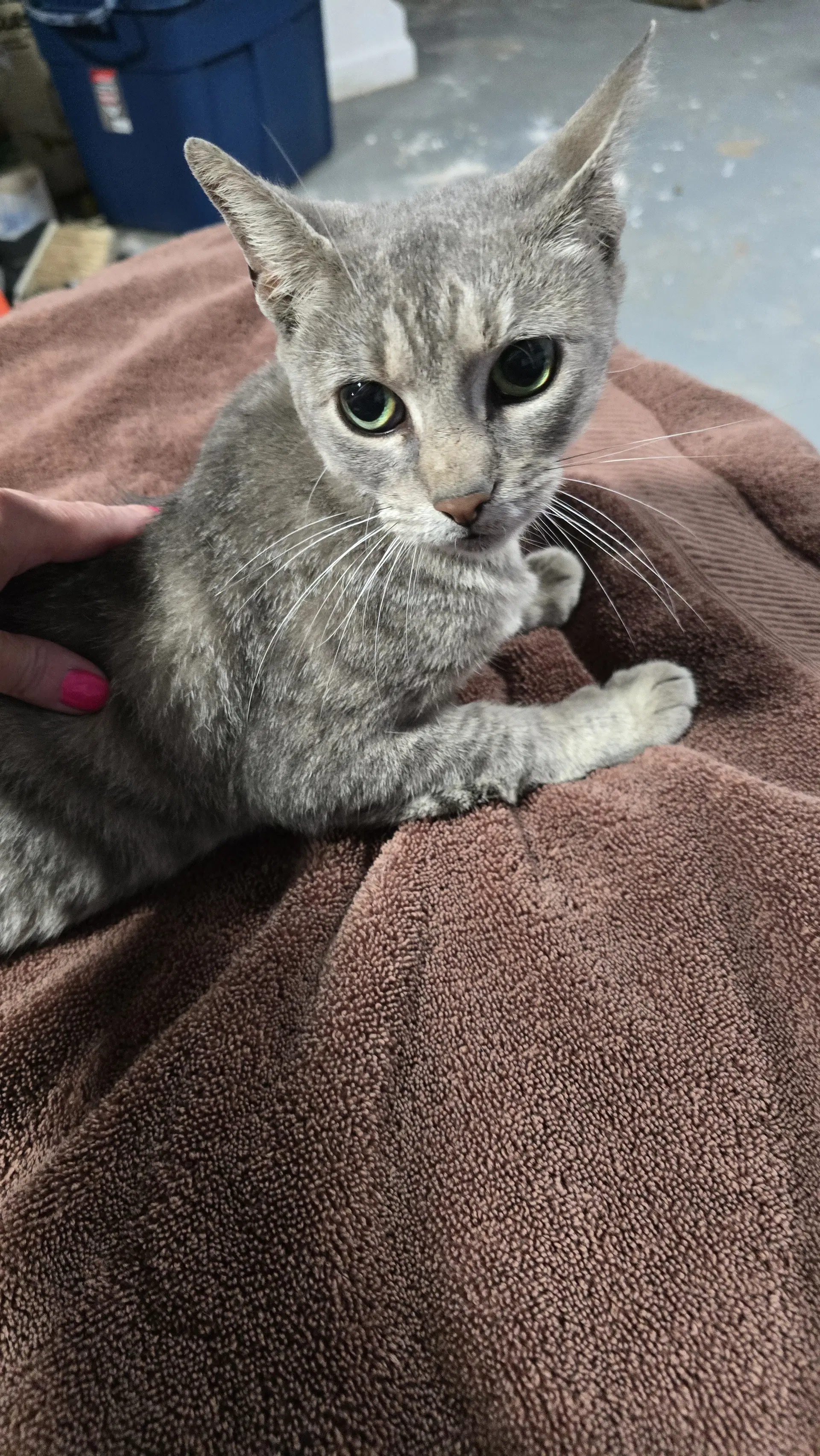 Arielle - American Shorthair