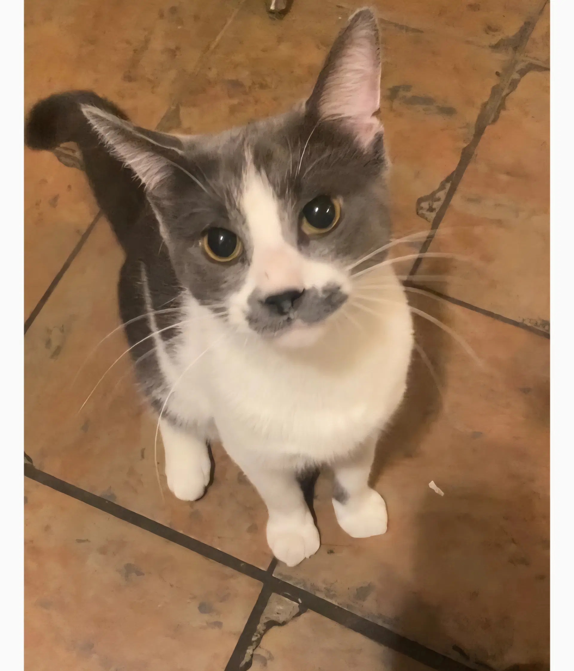 Mustafa - American Shorthair