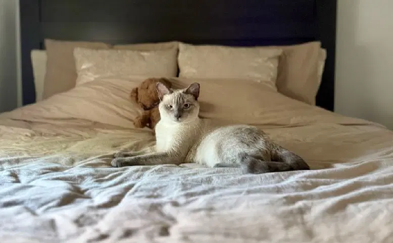 Sassy The Siamese - Siamese