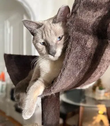 Sassy The Siamese image 2