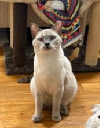 Sassy the Siamese, photo 3