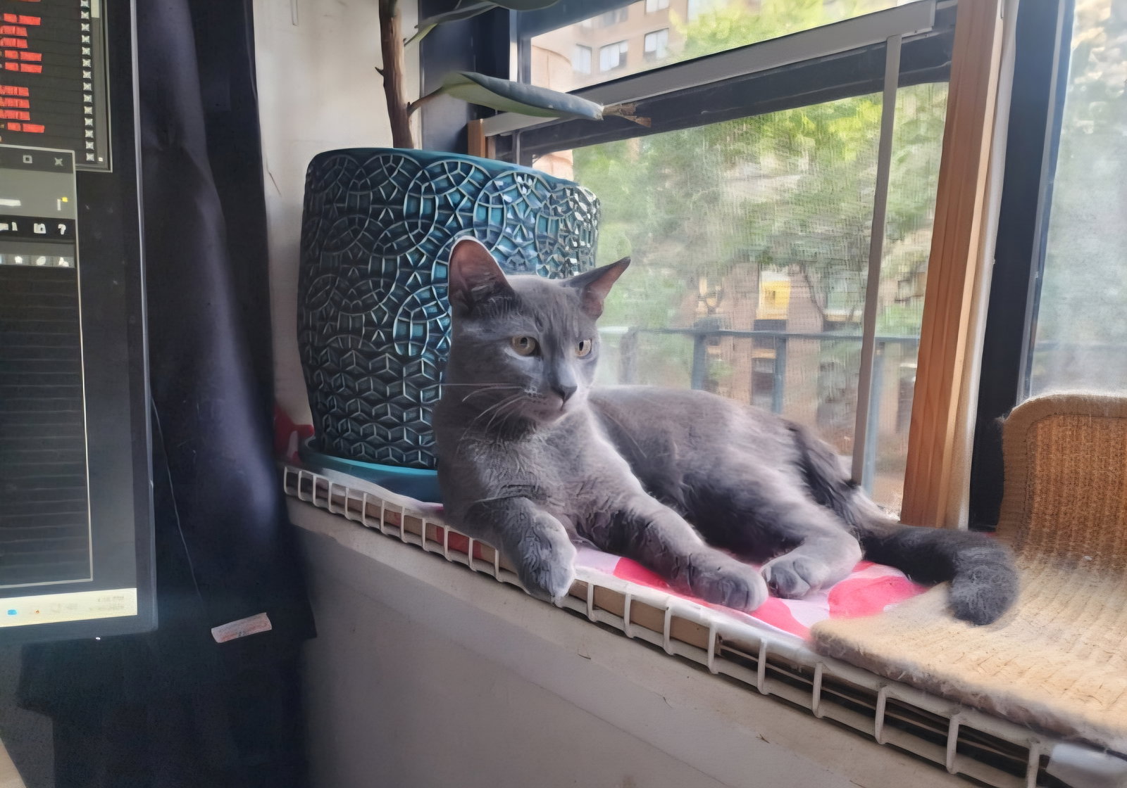 Donald and Donna (Russian Blue and DSHM)