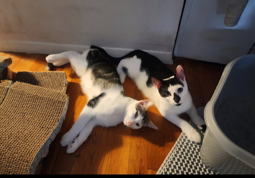 Chaplin and Charlie, Domestic Short Hair