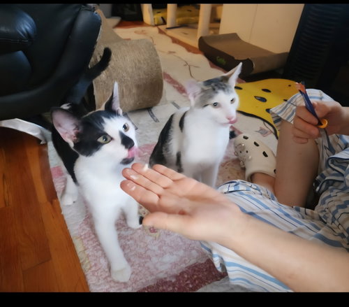 Photo 4 of Chaplin and Charlie