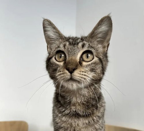 Marlo, a cat for adoption from New York City Cat Coalition