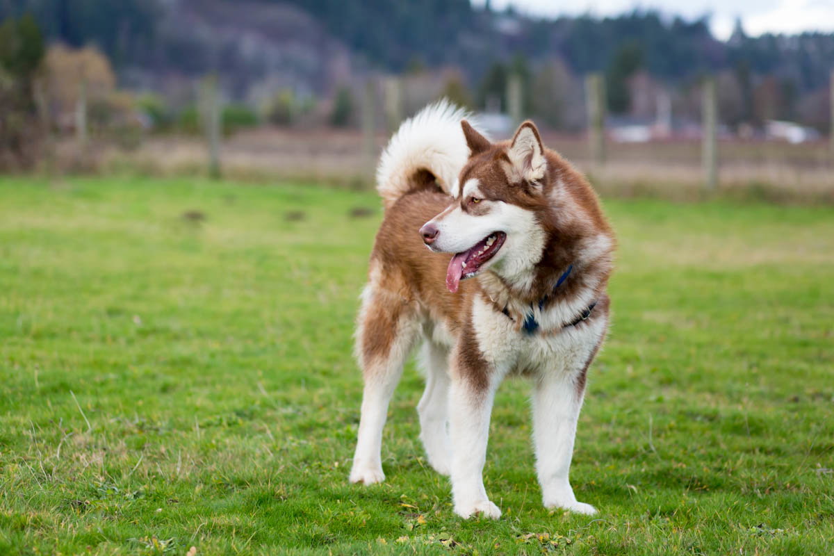 dog-image