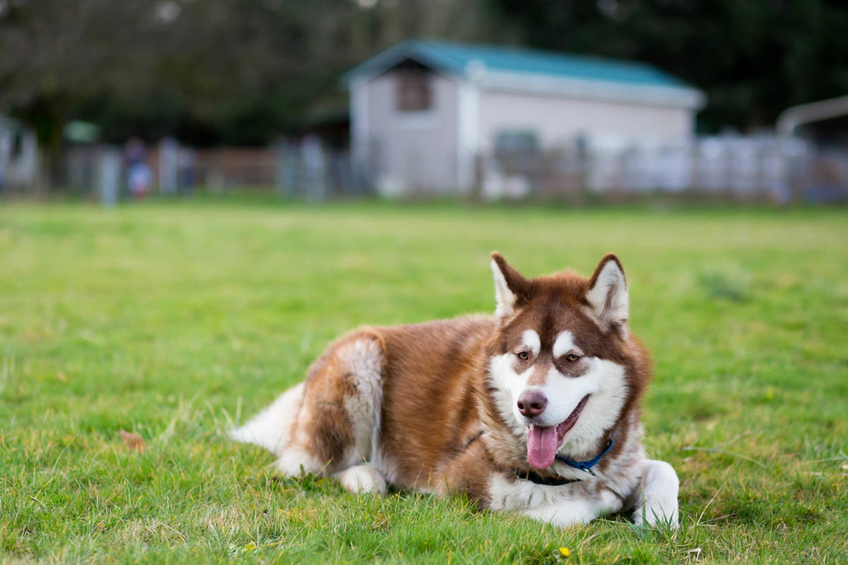 dog-image