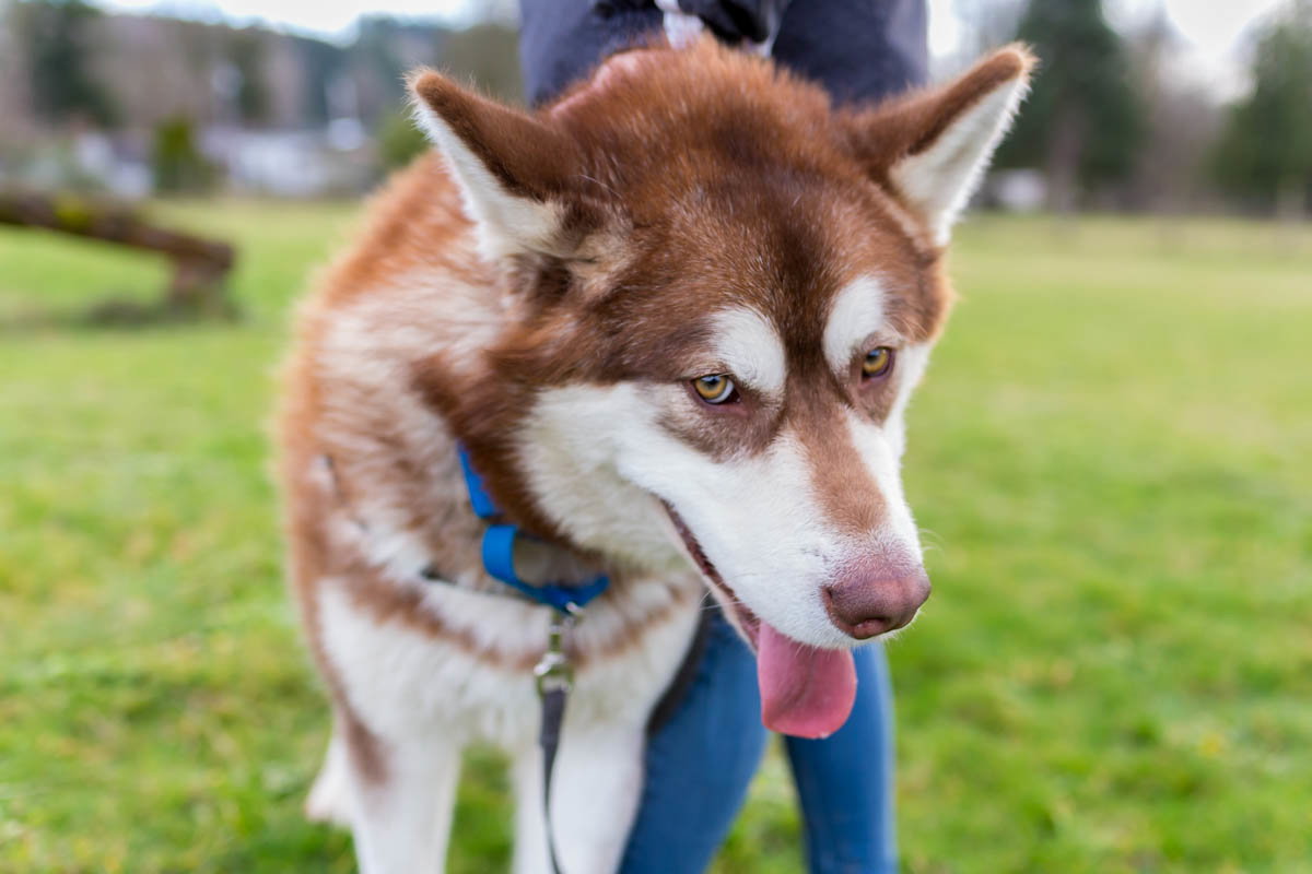 dog-image