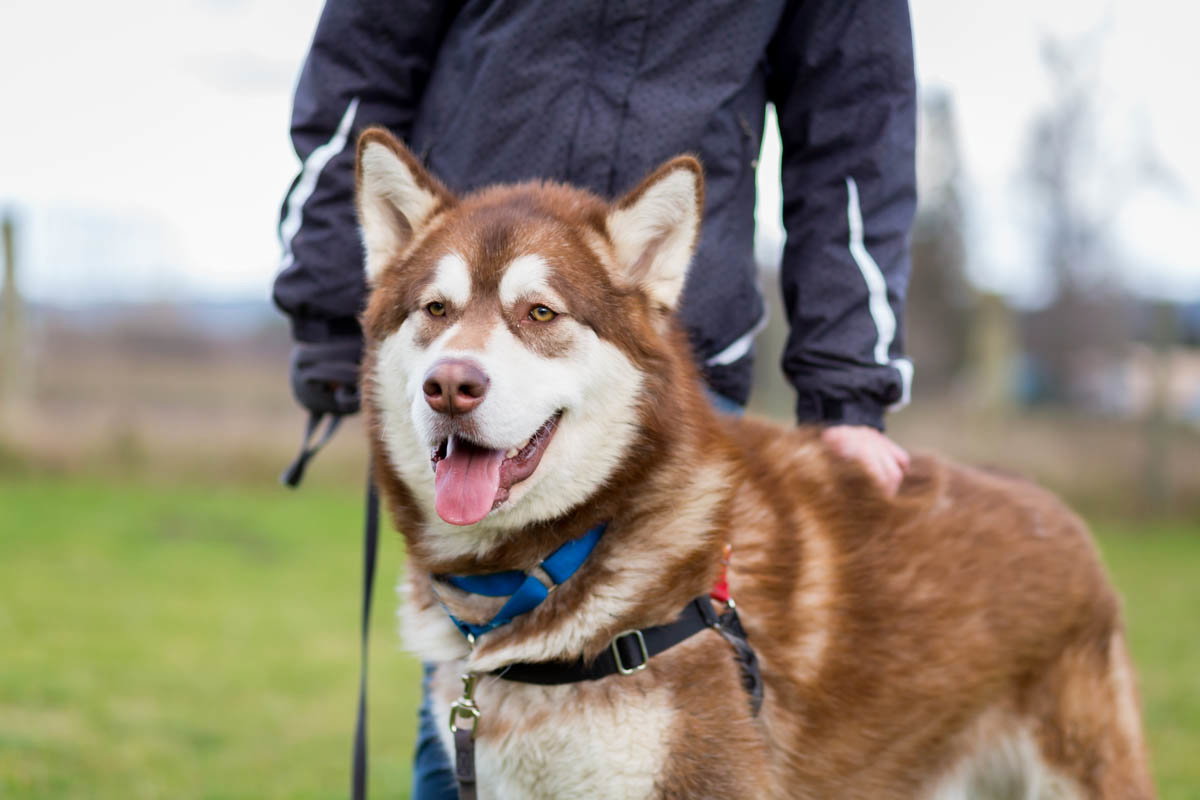 dog-image