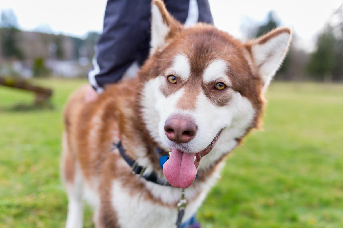 dog-image