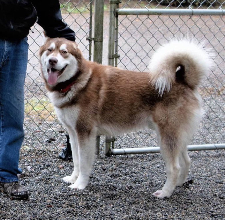 dog-image