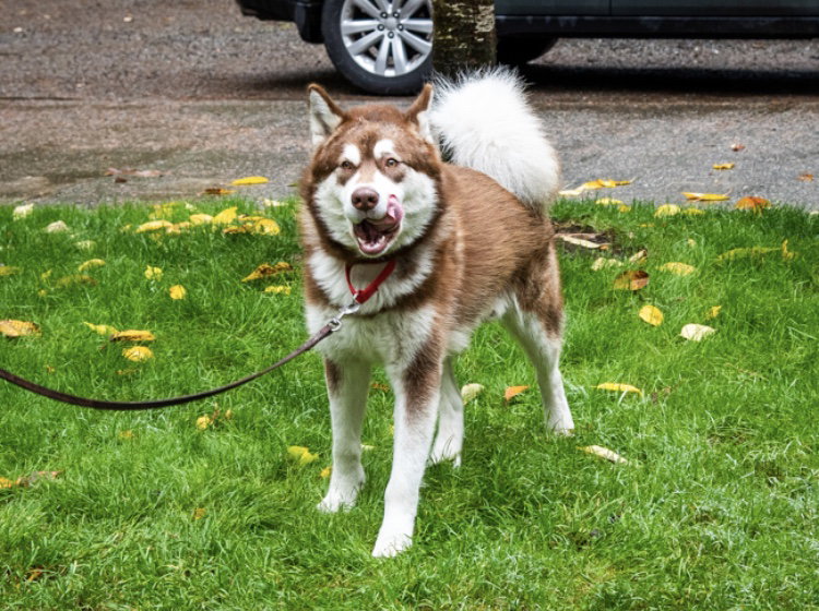 dog-image