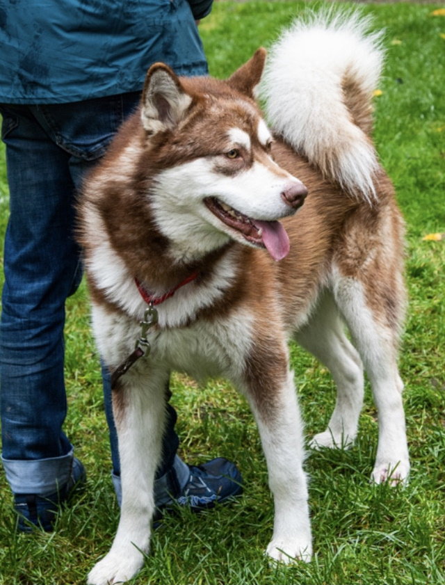dog-image
