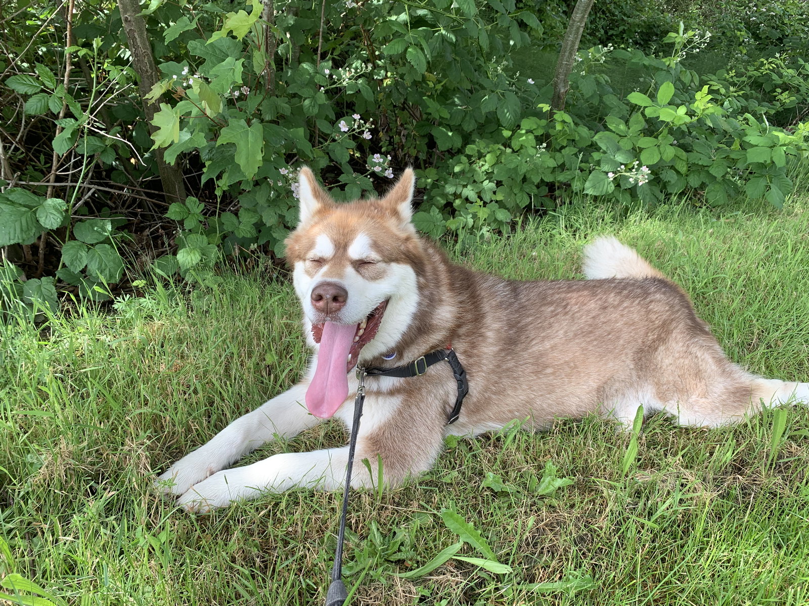 dog-image