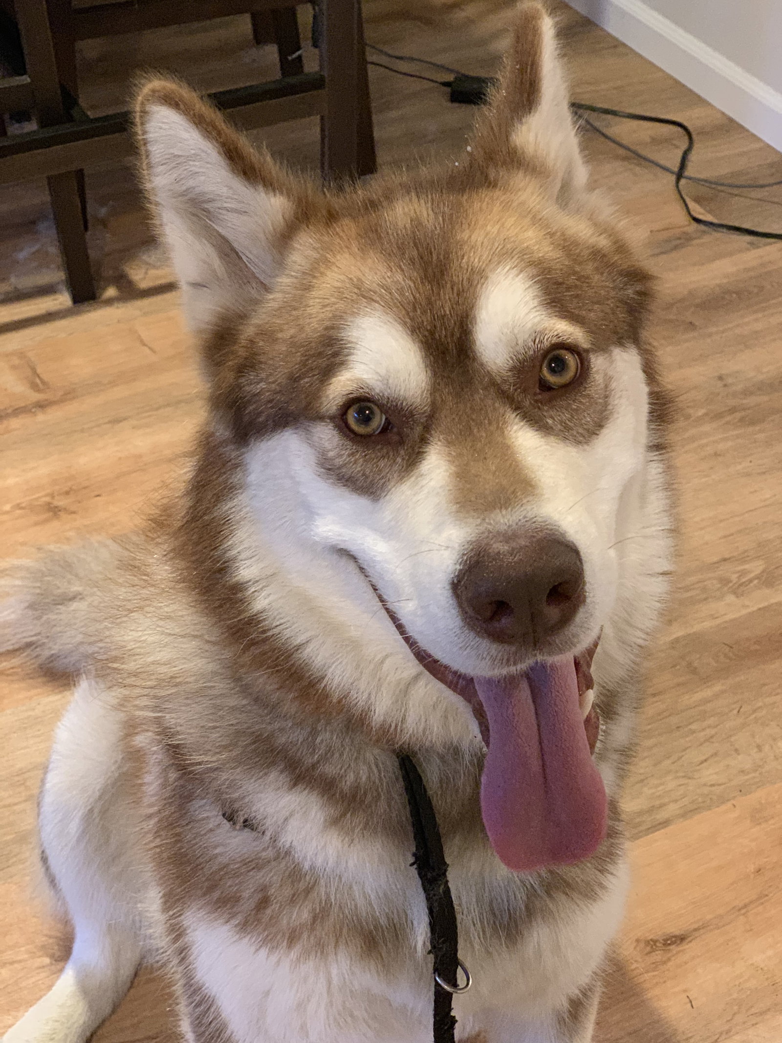 dog-image
