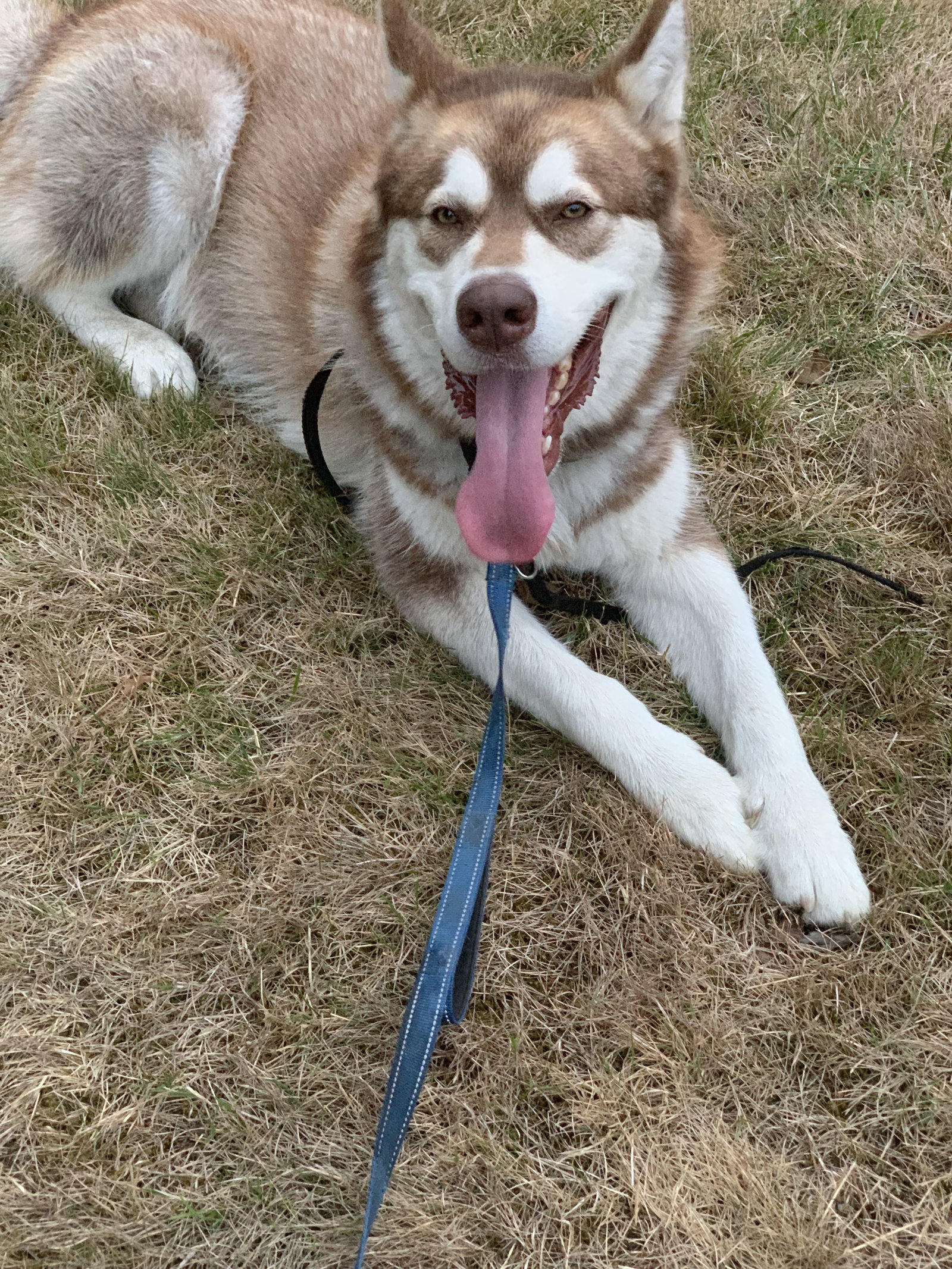 dog-image