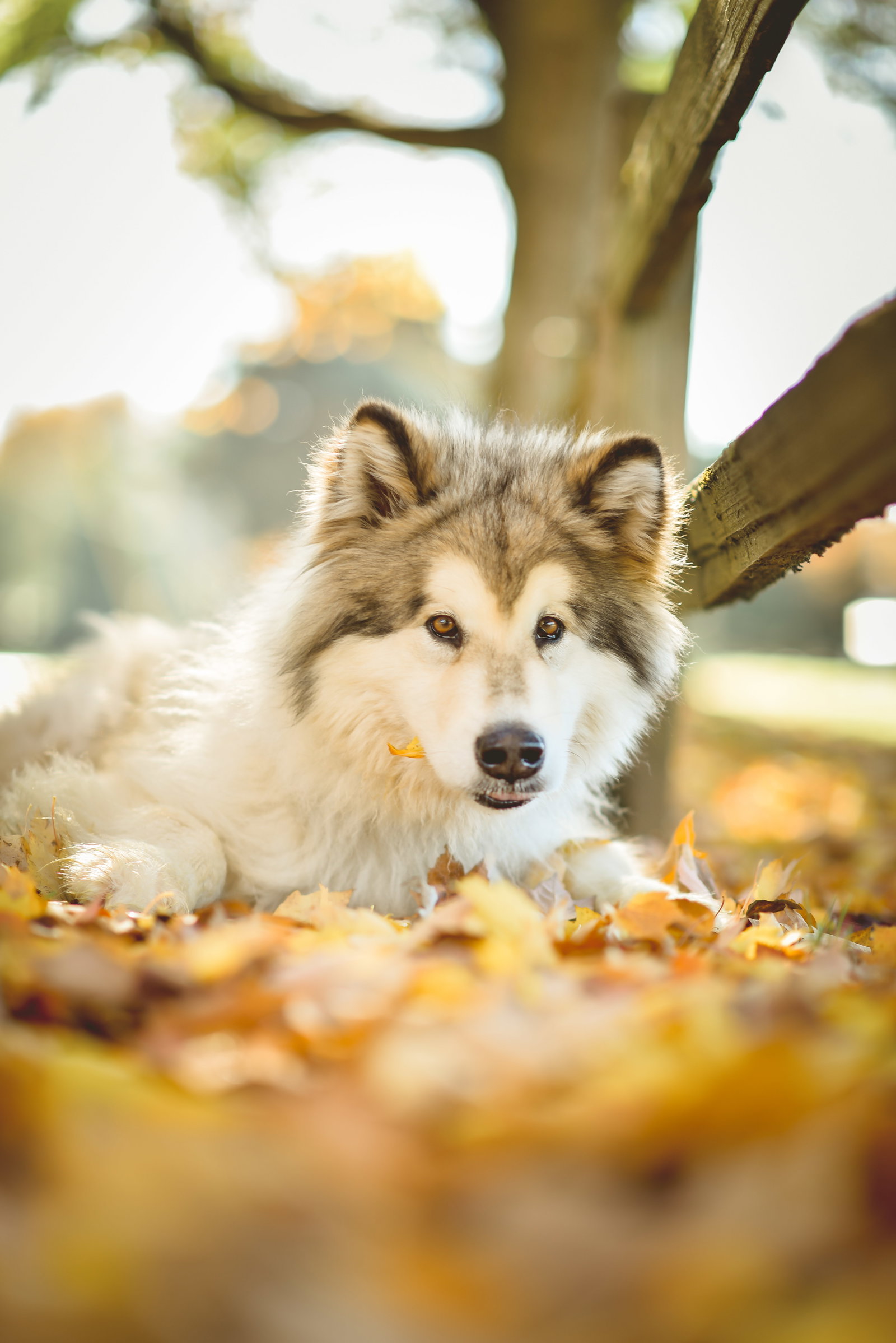 dog-image