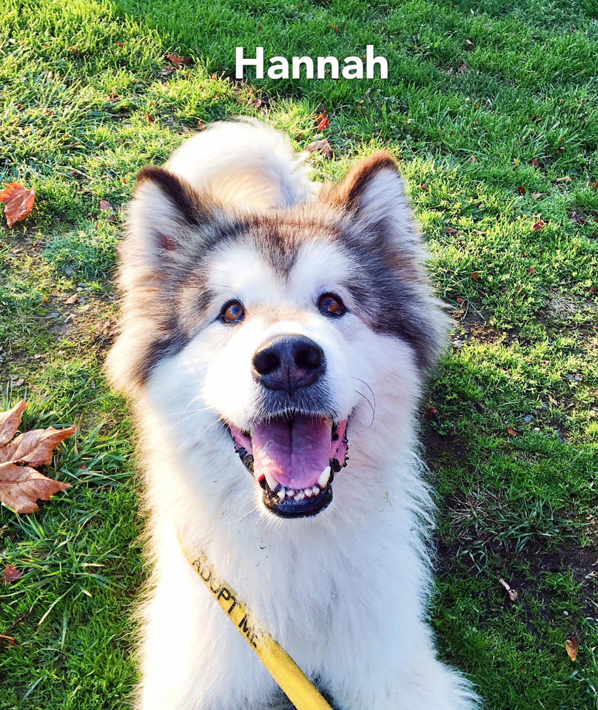 dog-image