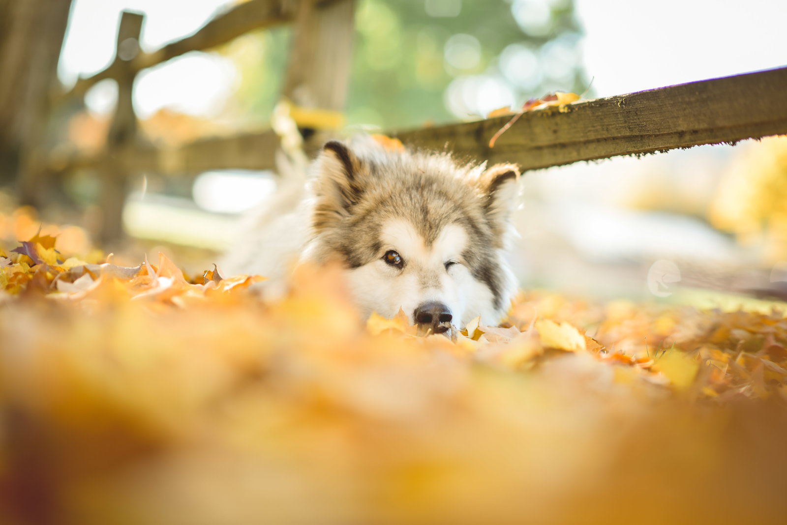 dog-image