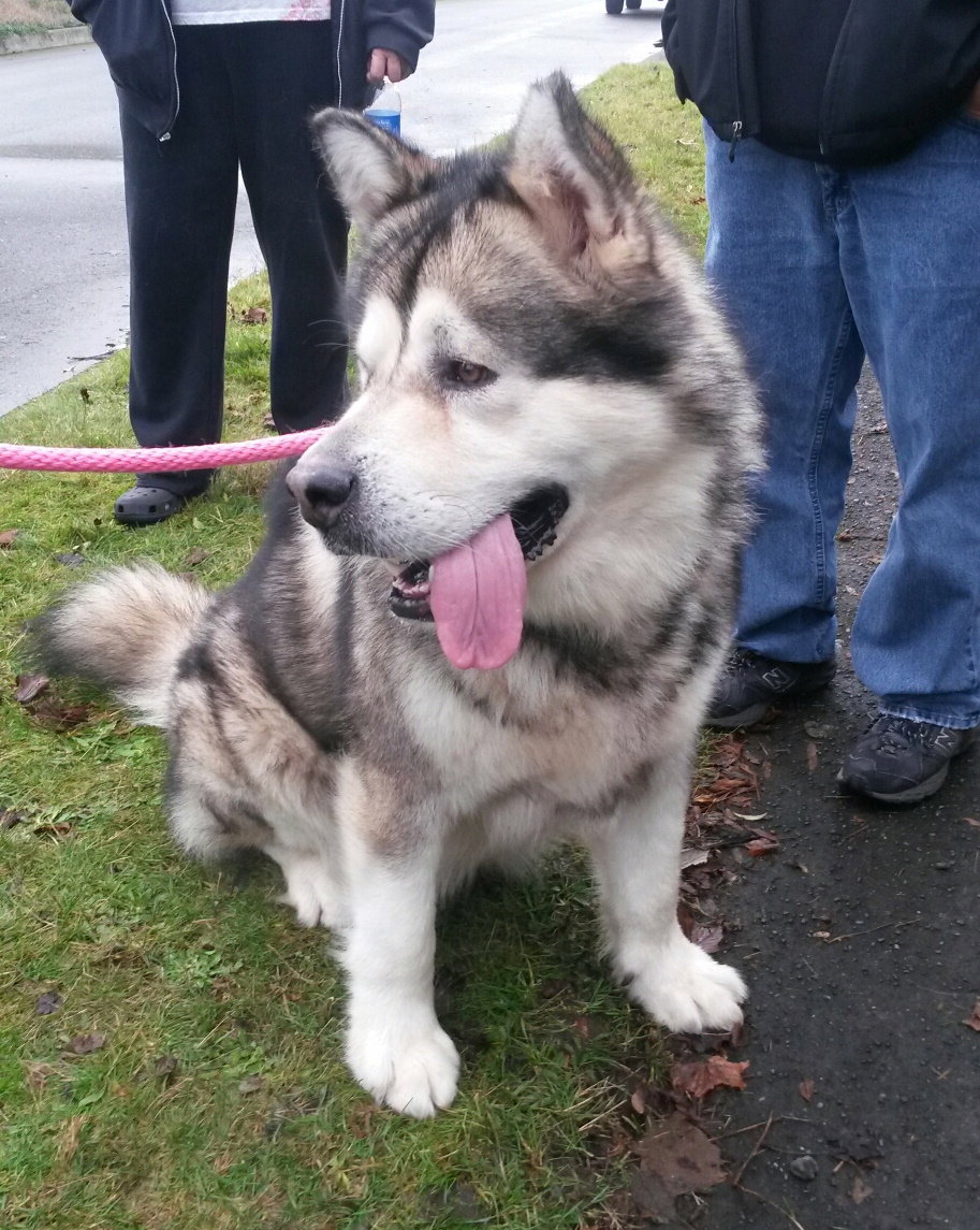 Chief (renamed Kalluq)