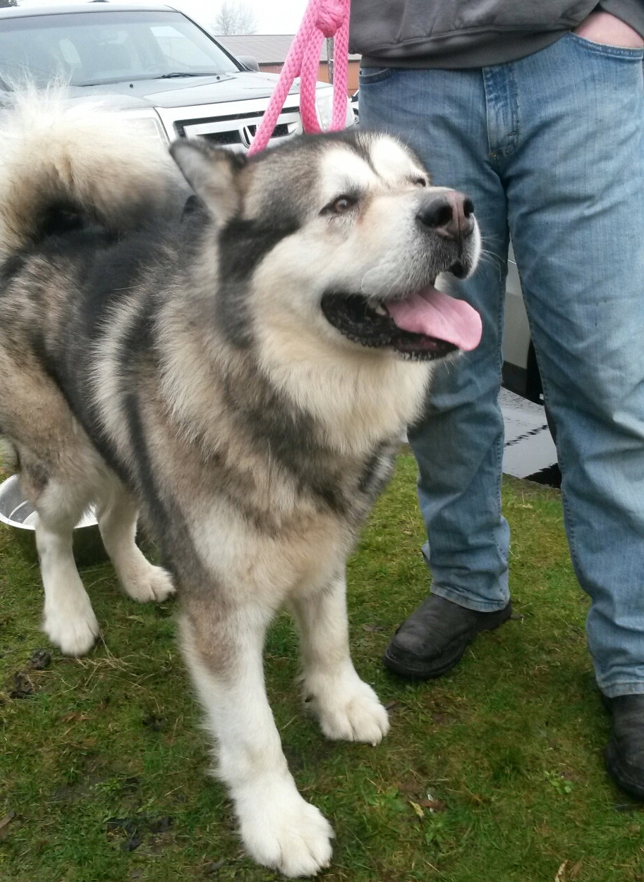 dog-image
