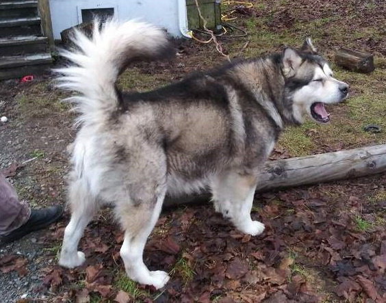dog-image