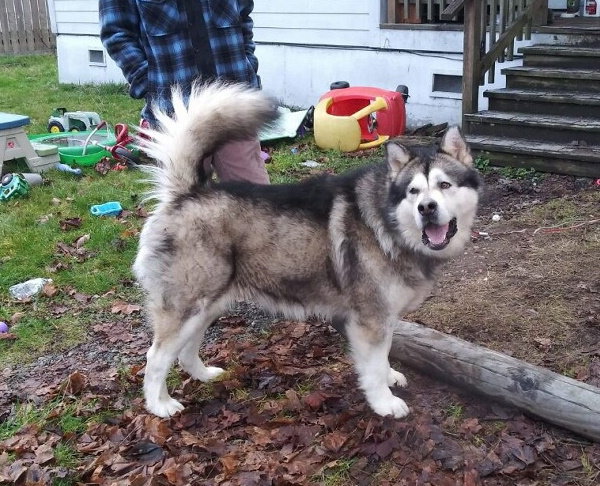 dog-image