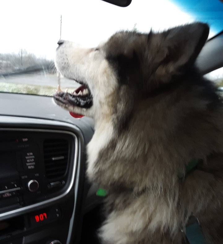 dog-image