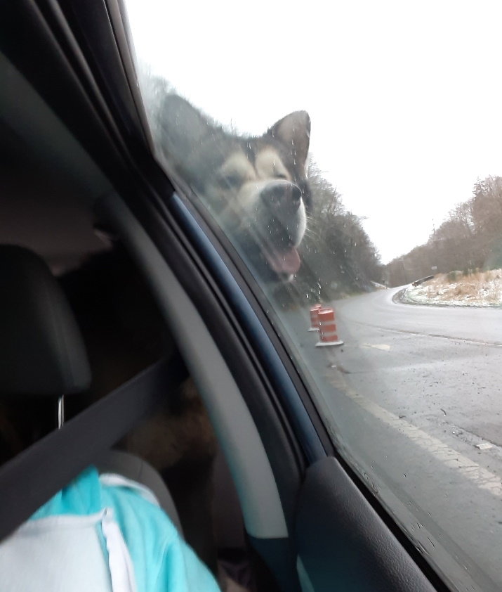 dog-image
