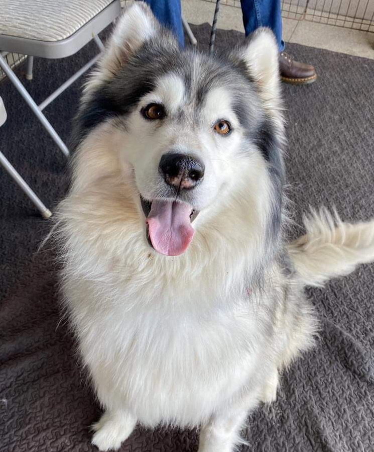 dog-image