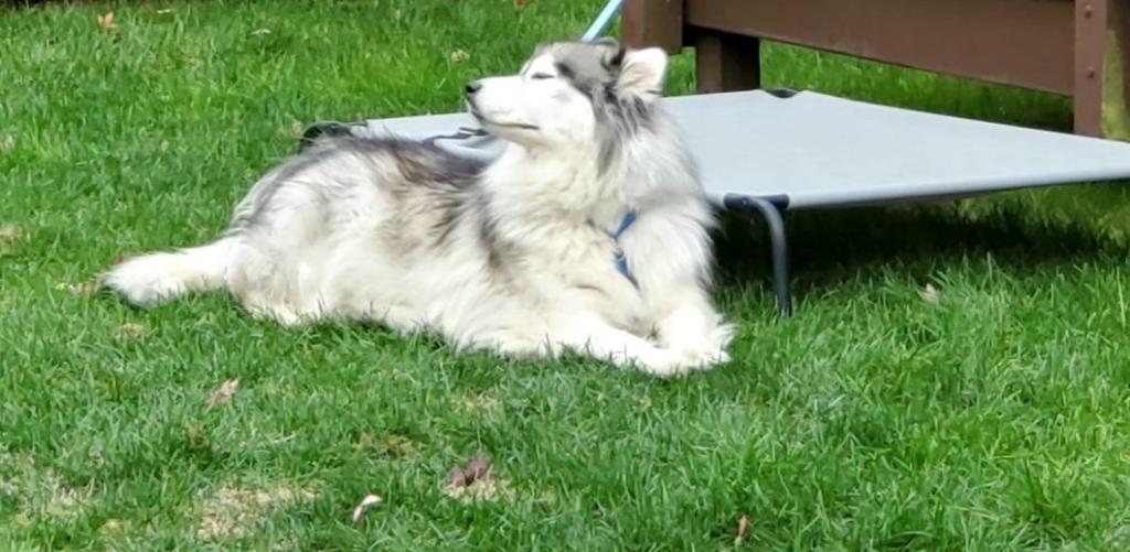 dog-image
