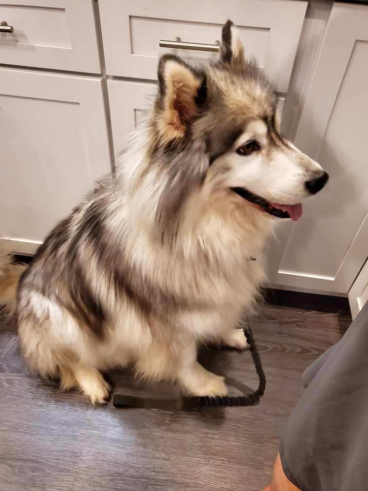 dog-image