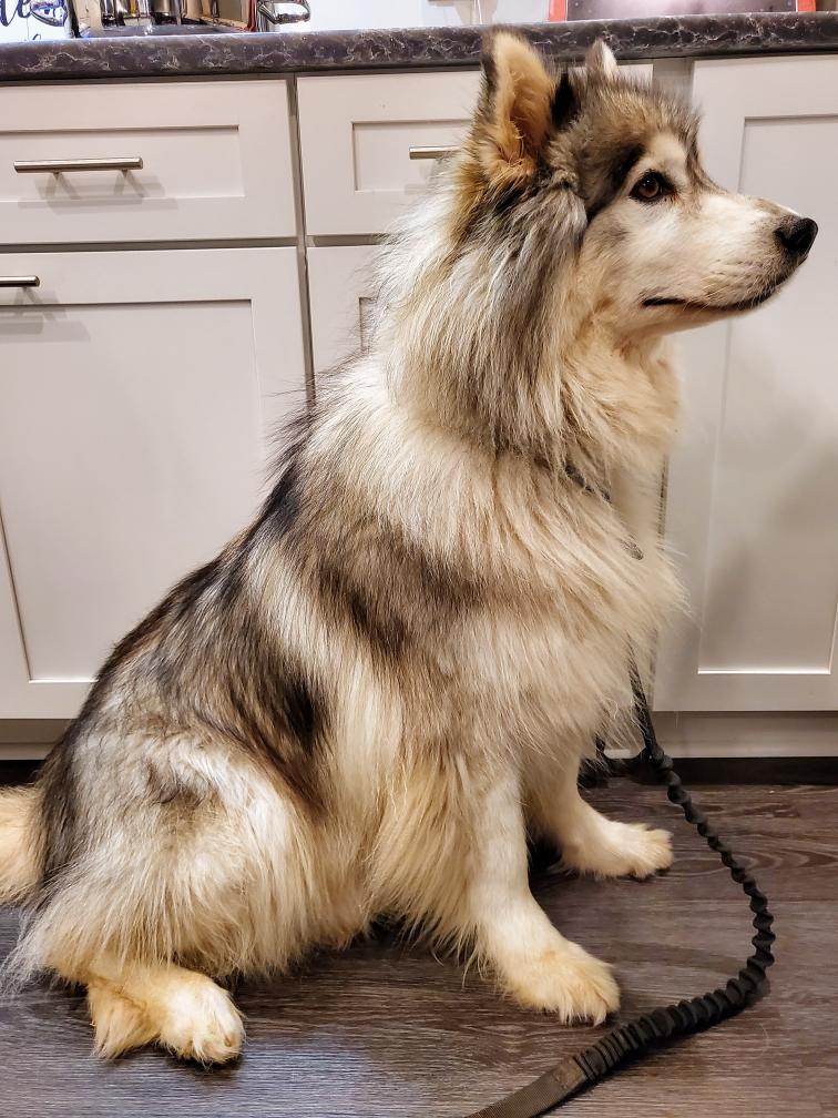 dog-image