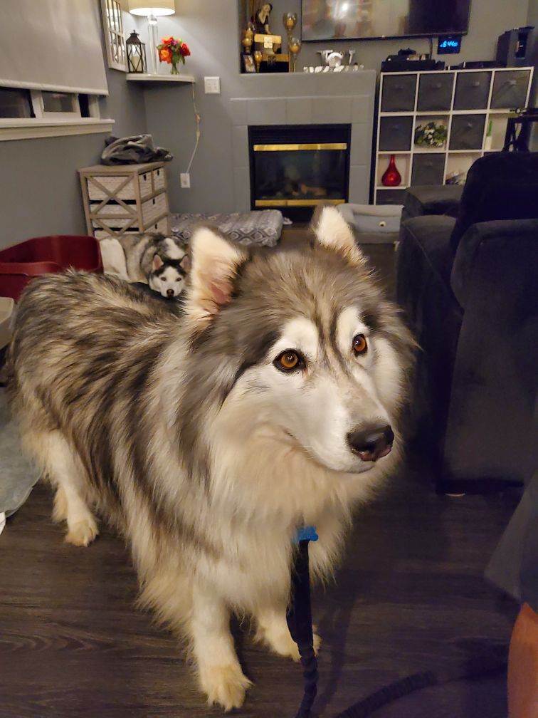 dog-image