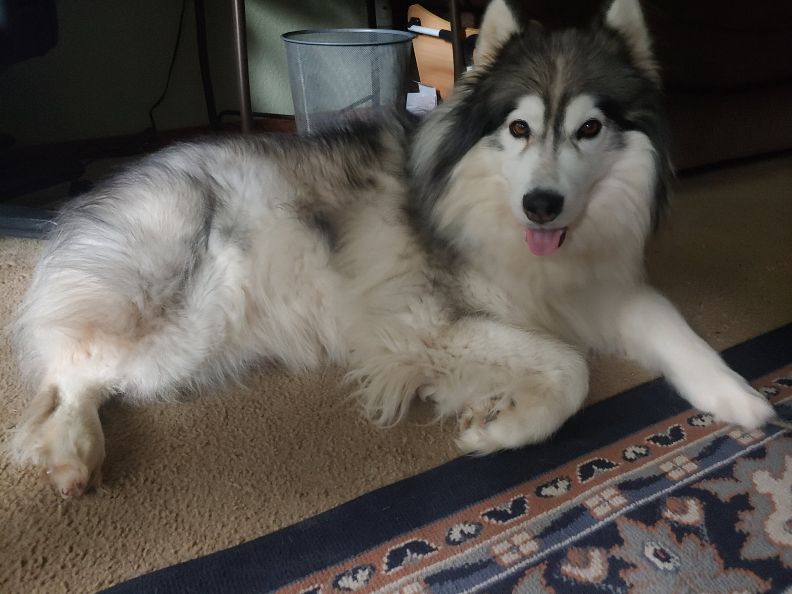dog-image