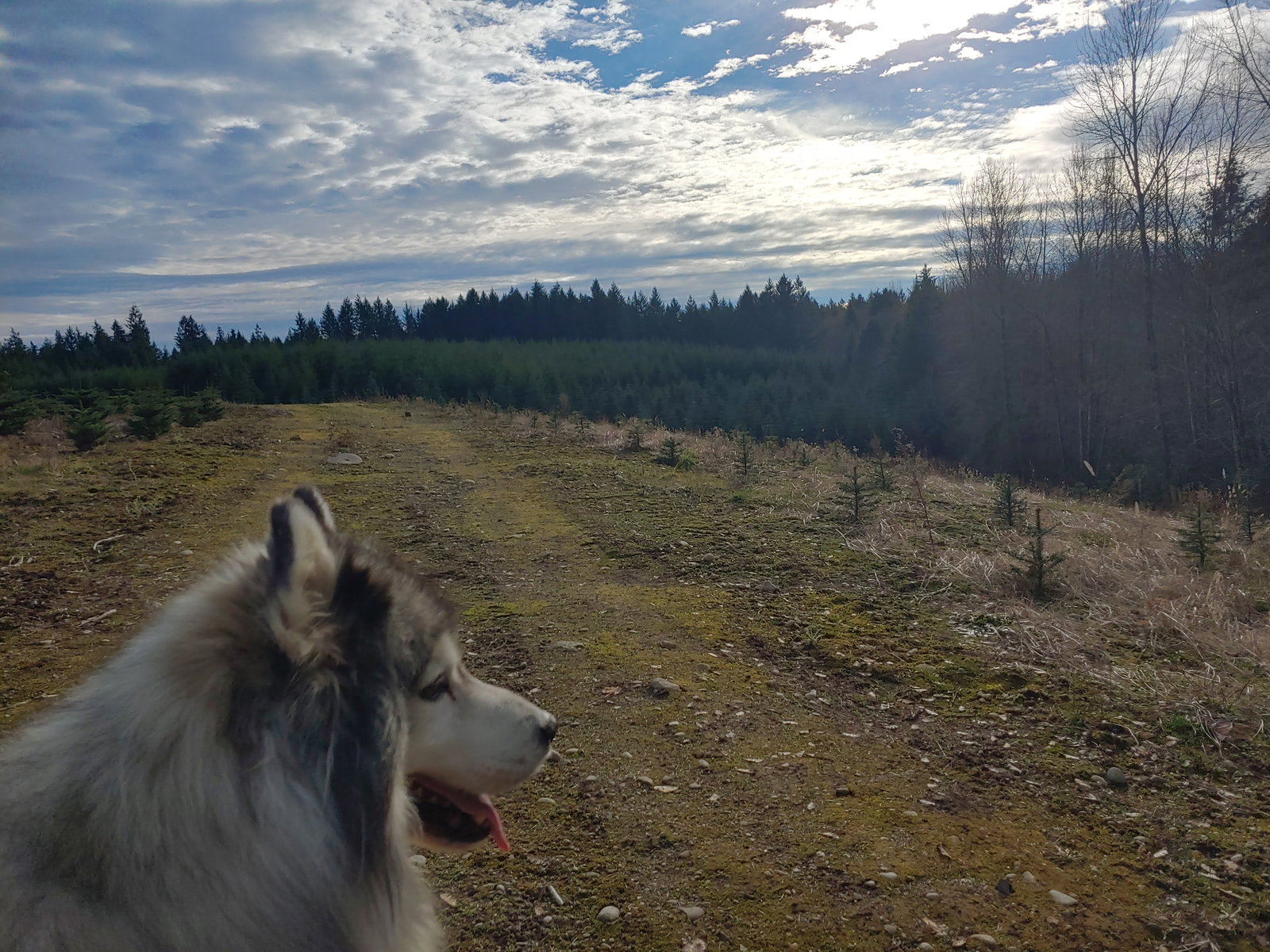 dog-image