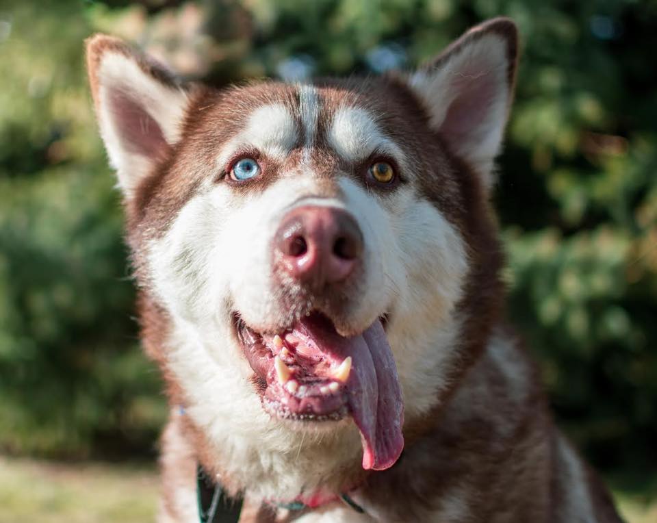 dog-image