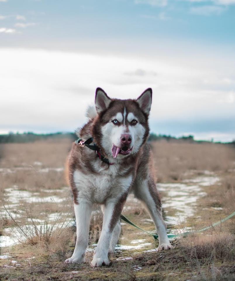 dog-image