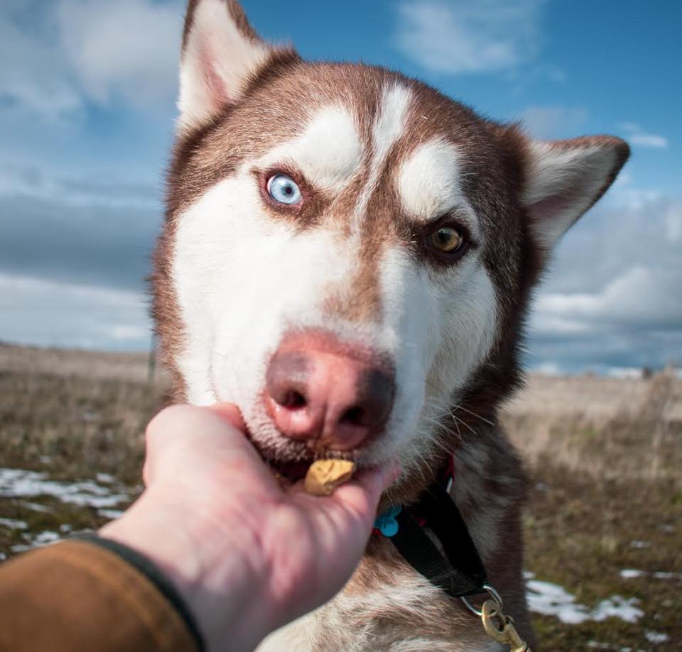 dog-image