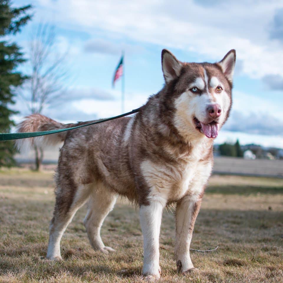 dog-image