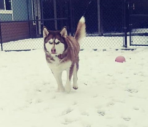dog-image