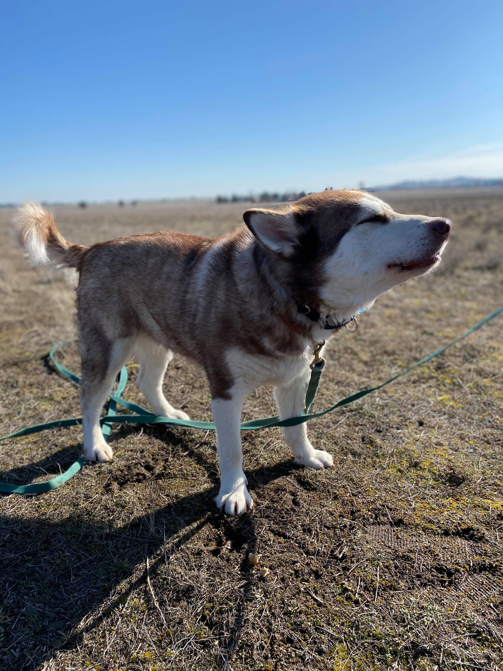 dog-image
