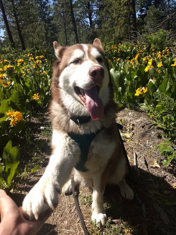 dog-image
